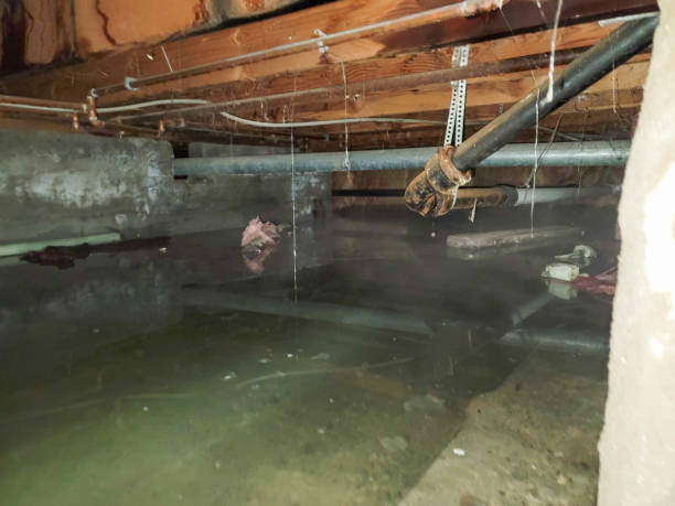 Best Commercial water damage restoration  in East Moline, IL